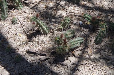 Echinocereus berlandieri, photographed by Eric Knight