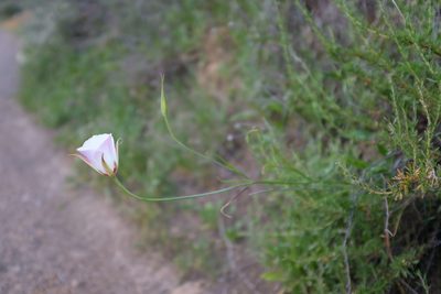Calochortus simulans, photographed by paulexcoff