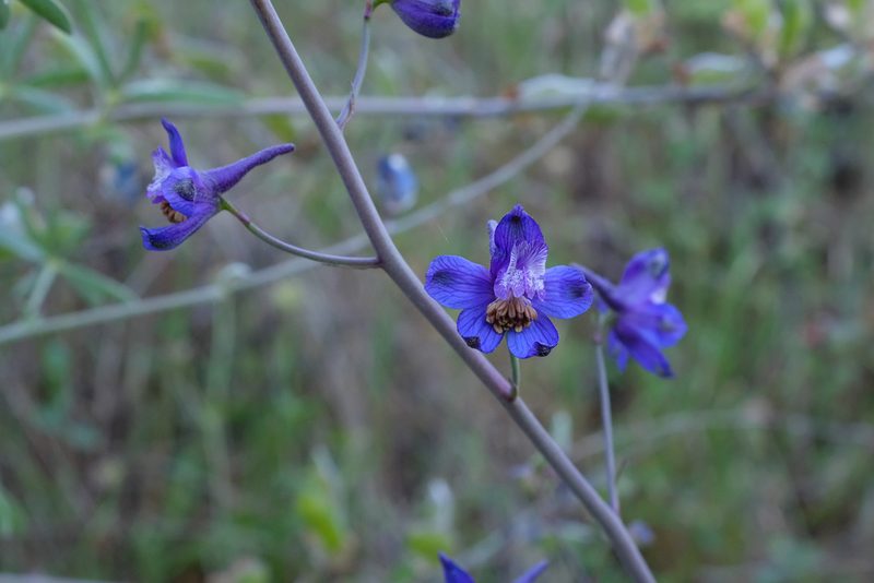 Delphinium umbraculorum, photographed by paulexcoff