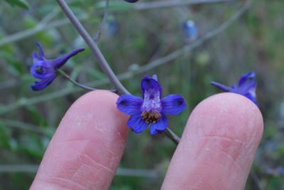 Delphinium umbraculorum, photographed by paulexcoff