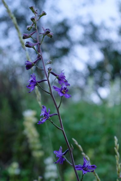 Delphinium umbraculorum, photographed by paulexcoff