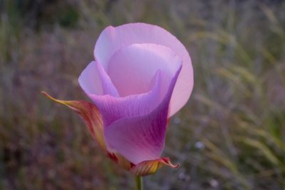 Calochortus simulans, photographed by paulexcoff
