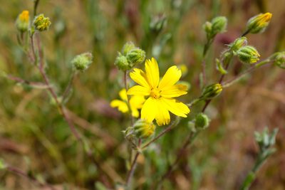 Deinandra pallida, photographed by paulexcoff
