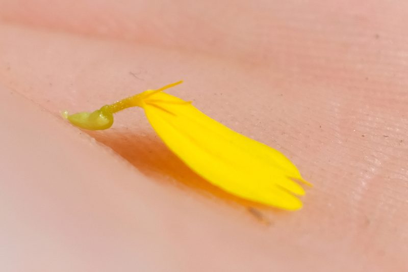 Deinandra pallida, photographed by paulexcoff