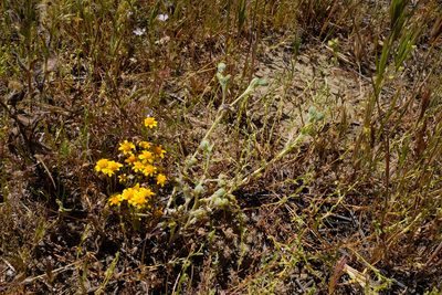 Monolopia congdonii, photographed by paulexcoff