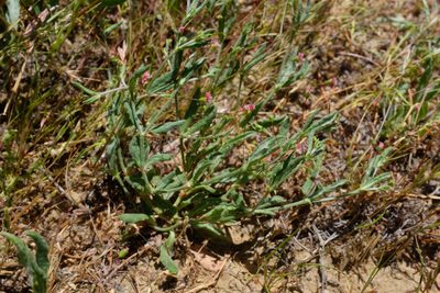 Eriogonum gracillimum, photographed by paulexcoff