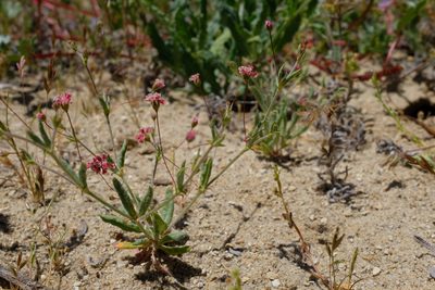 Eriogonum gracillimum, photographed by paulexcoff