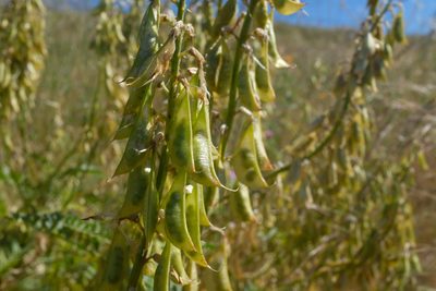 Astragalus oxyphysus, photographed by paulexcoff