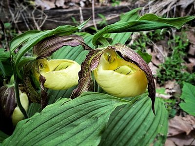 Cypripedium kentuckiense, photographed by Miranda Kohout