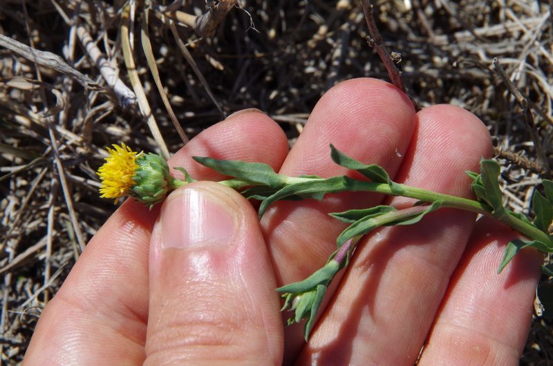 Grindelia oolepis, photographed by Eric Knight
