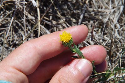 Grindelia oolepis, photographed by Eric Knight