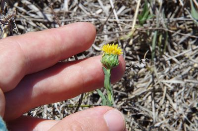 Grindelia oolepis, photographed by Eric Knight