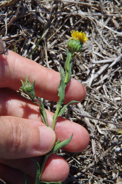 Grindelia oolepis, photographed by Eric Knight
