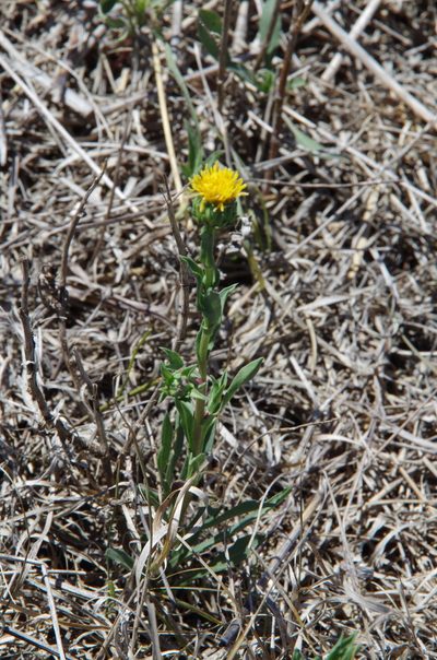 Grindelia oolepis, photographed by Eric Knight