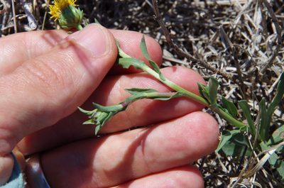 Grindelia oolepis, photographed by Eric Knight