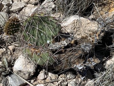 Opuntia tortispina, photographed by CK2AZ