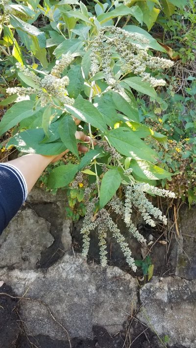 Buddleja americana, photographed by geralg
