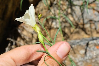 Calystegia longipes, photographed by paulexcoff