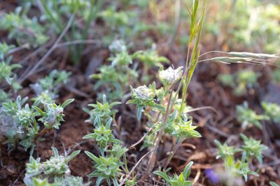 Ancistrocarphus filagineus, photographed by paulexcoff