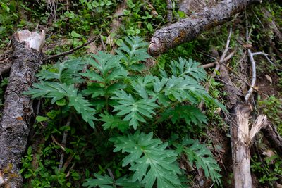 Hydrophyllum occidentale, photographed by paulexcoff