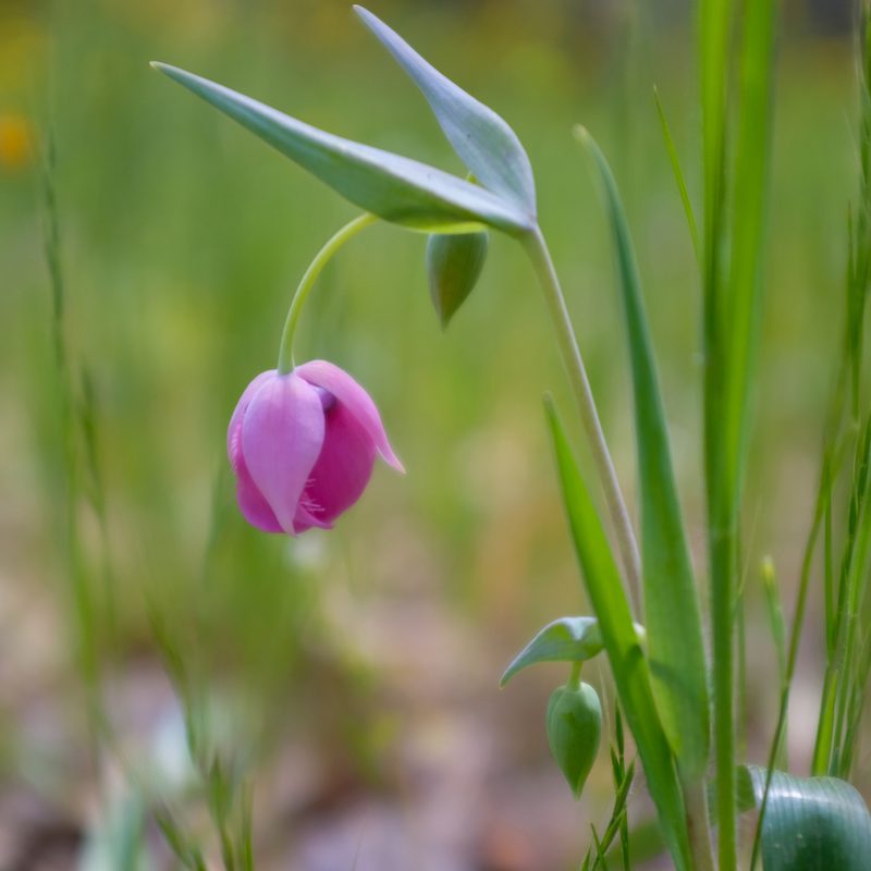 Calochortus amoenus, photographed by paulexcoff