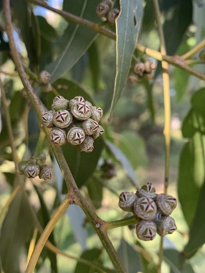 Eucalyptus amplifolia, photographed by Guy Taseski