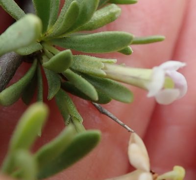 Lycium horridum, photographed by Peter Warren
