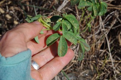 Crotalaria incana, photographed by Eric Knight