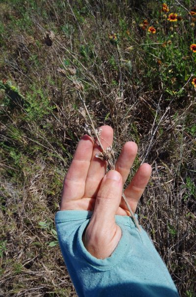 Echeandia texensis, photographed by Eric Knight