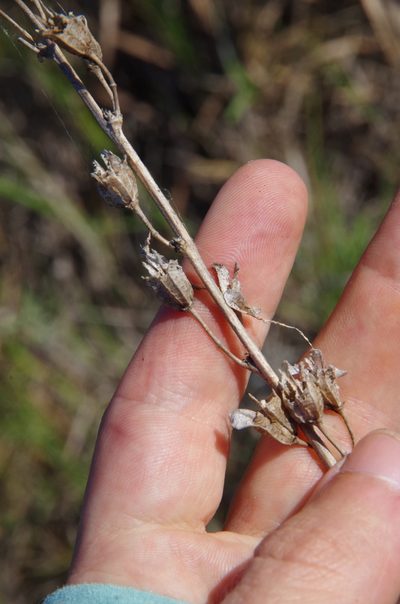 Echeandia texensis, photographed by Eric Knight