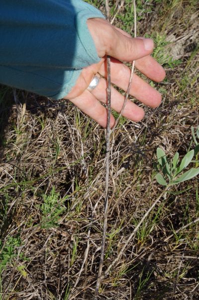 Echeandia texensis, photographed by Eric Knight