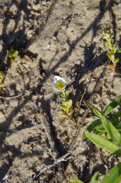 Sabatia arenicola, photographed by Eric Knight
