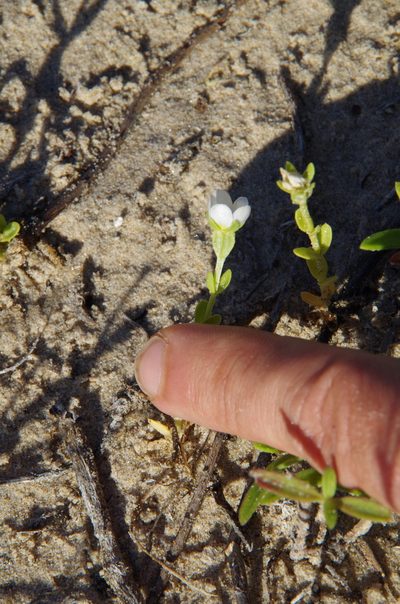 Sabatia arenicola, photographed by Eric Knight