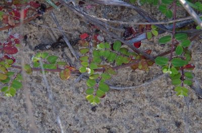 Euphorbia cordifolia, photographed by Eric Knight
