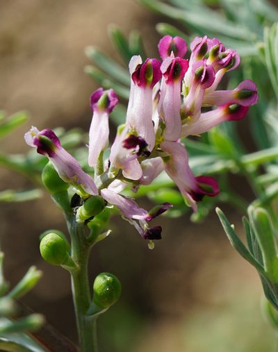 Fumaria vaillantii, photographed by Patrick Hacker