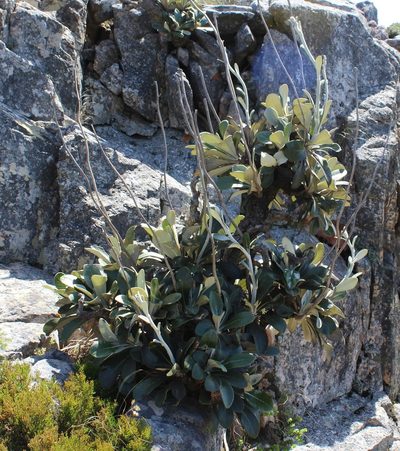 Oldenburgia papionum, photographed by Brian du Preez
