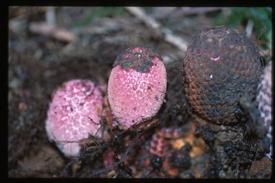 Corynaea crassa, photographed by Martin Scheuch