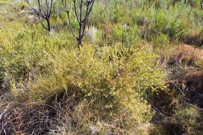 Diastella myrtifolia, photographed by Brian du Preez