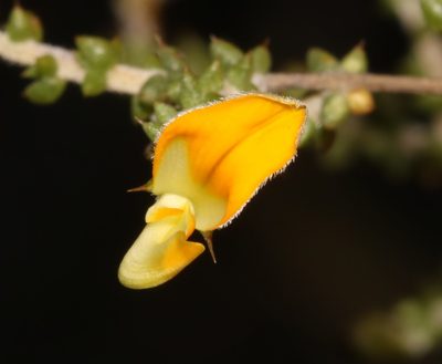 Aspalathus leptocoma, photographed by Brian du Preez
