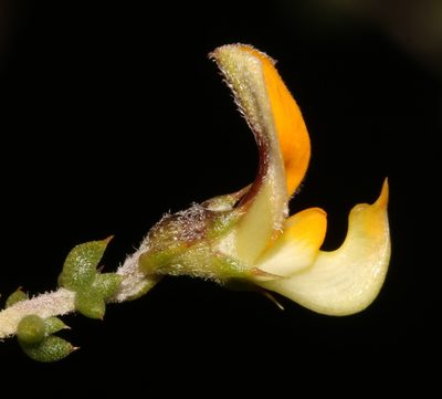 Aspalathus leptocoma, photographed by Brian du Preez