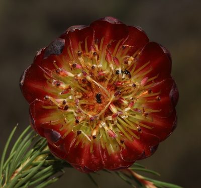 Protea nana, photographed by Brian du Preez