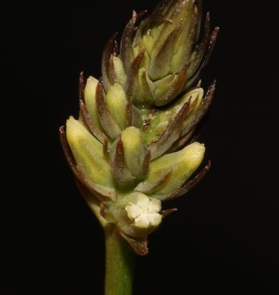 Thesium subnudum, photographed by Brian du Preez