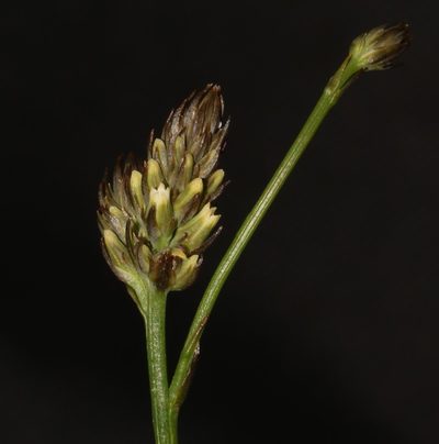 Thesium subnudum, photographed by Brian du Preez