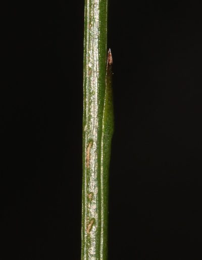 Thesium subnudum, photographed by Brian du Preez