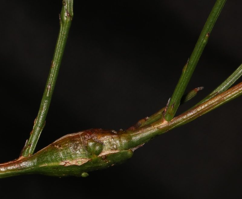 Thesium subnudum, photographed by Brian du Preez