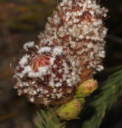 Sorocephalus imbricatus, photographed by Brian du Preez