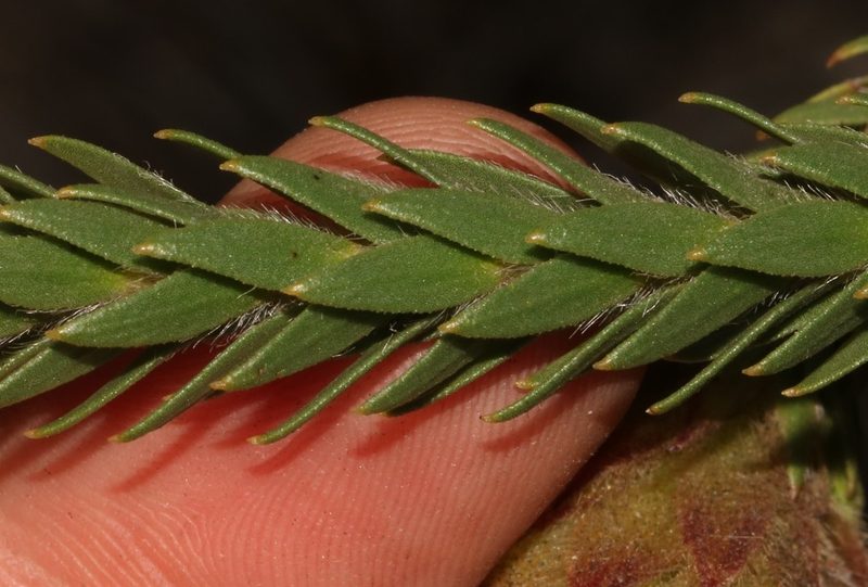 Sorocephalus imbricatus, photographed by Brian du Preez