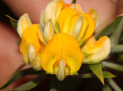 Aspalathus rugosa, photographed by Brian du Preez