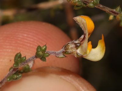 Aspalathus leptocoma, photographed by Brian du Preez