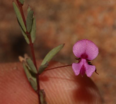 Indigofera filicaulis, photographed by Brian du Preez